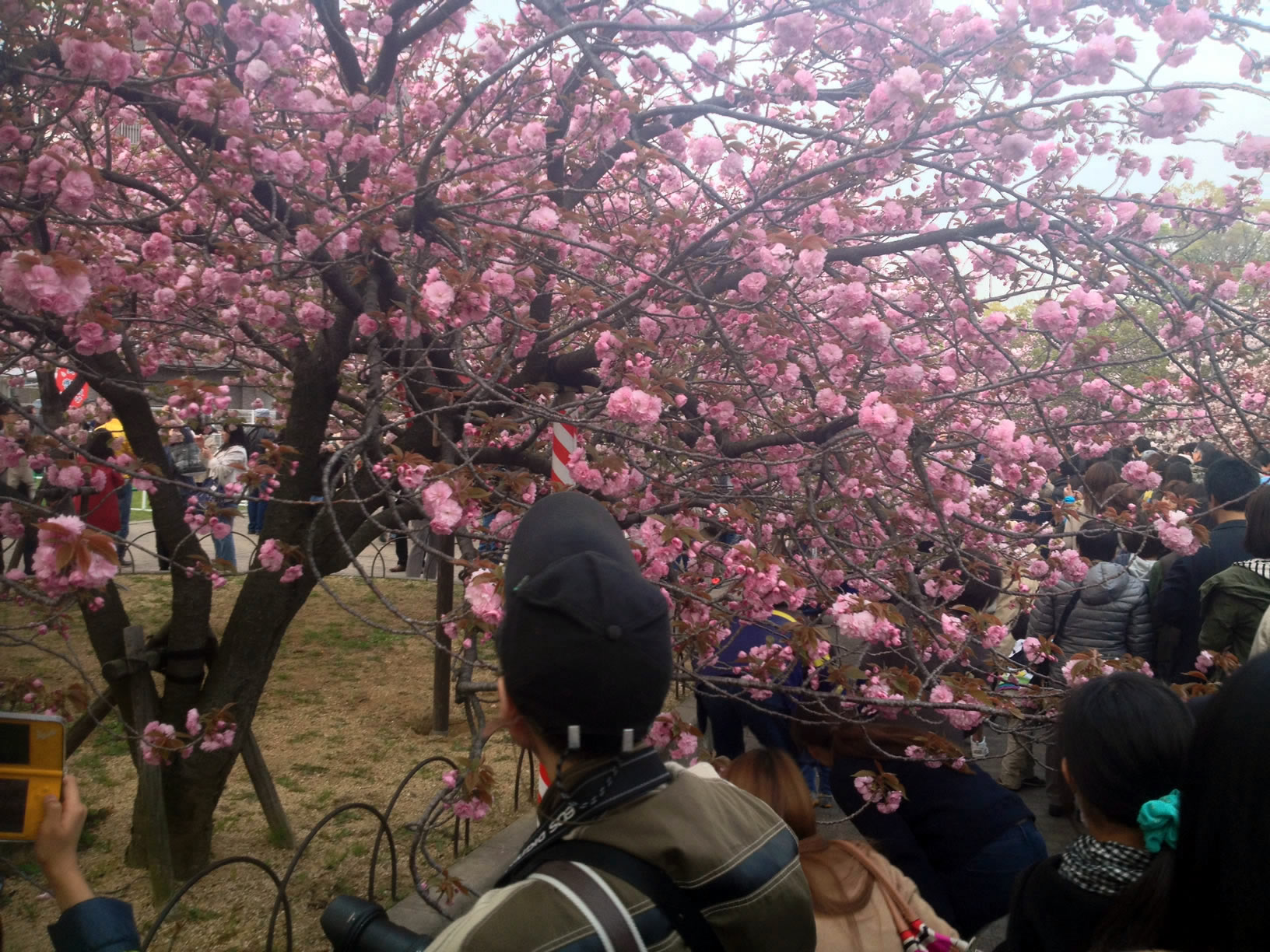 2014年の造幣局桜の通り抜け04 2014年の造幣局桜の通り抜け04